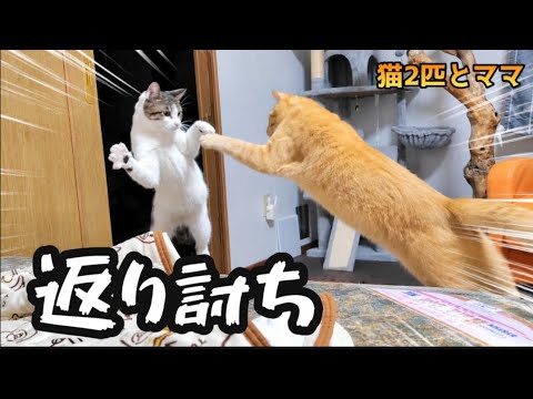 I tried to tease the funny Nyanpro/Yanka, but I got beaten back
