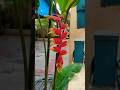 wonderful and vibrent #heliconia flower...