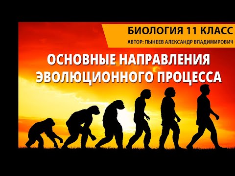 Основные направления эволюционного процесса