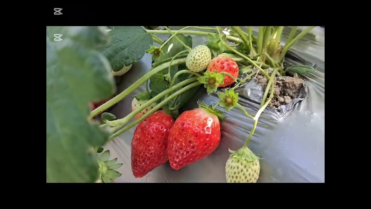 Клубничная ферма | Лонг Пинг