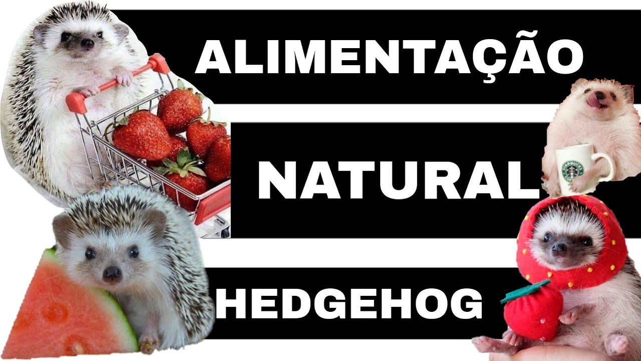 Qual É A Comida Do Ouriço?