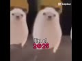 claudia core: #Méxicocore #edit #real #Mexicanos