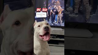 UFC-302 Махачев или Порье? #amstaff #pitbull #амстафф #dog #ufc #americanbully #тренд #staff #shorts