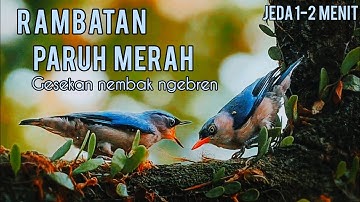MASTERAN MURAI BATU!!RAMBATAN PARUH MERAH NEMBAK NGEBREN JEDA 1-2 MENIT DIJAMIN CEPAT MASUK