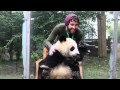 Hugging Giant Pandas in Chengdu, China -- JoeySupertramp.com