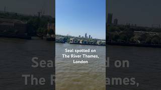 Seal spotted in River Thames, London.