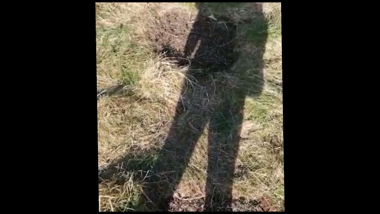 big UK outdoor cannabis farm, guerilla grow at its finest