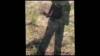 big UK outdoor cannabis farm, guerilla grow at its finest