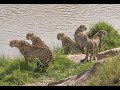 Tano Bora - The fast 5 Cheetahs Decide whether to Cross or not