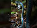 मकड़ी की पूंछ वाला सबसे चालाक साँप 🐍Golden Tail Snake😱World’s Smartest Snake #animals #snake #bird