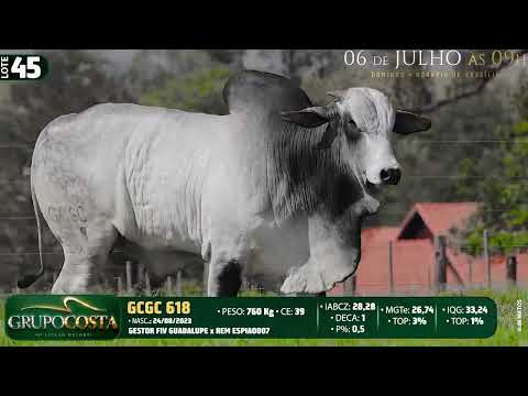 LOTE 45   GCGC 618