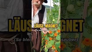 Das Opfer: Warum ich Kapuzinerkresse neben Tomaten pflanze. 🥀🍅