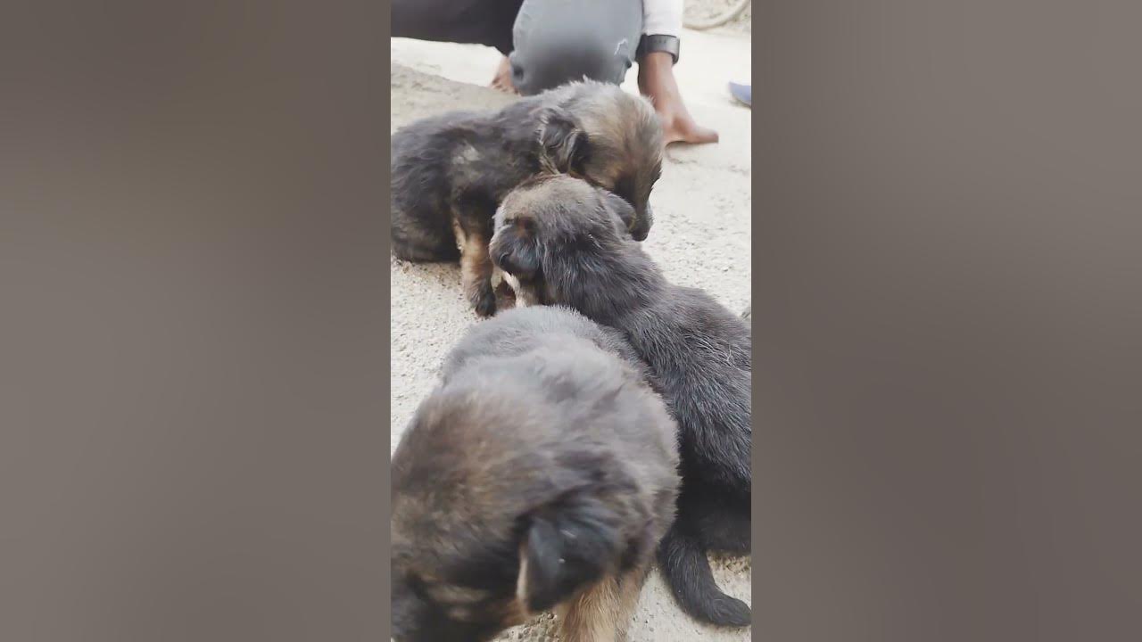 jerman-seaford-dog-puppy-youtube