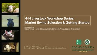 Market Swine Selection & Getting Started - 4-H Livestock Workshop Series