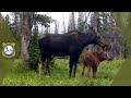 Wyoming Wildlife - Trail Cam Footage Compilation