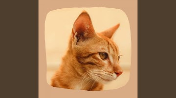 Pulsating Backdrops for Dream