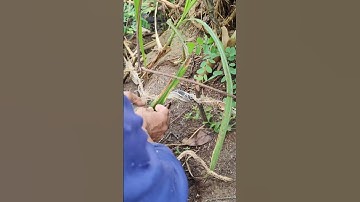 thăm lưới rắn bắt ngờ quá. 3 con rắn luôn rồi