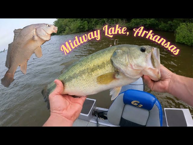 Bass Fishing Midway Lake. Catching Drum! 