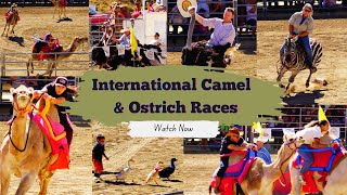 International Camel And Ostrich Races Virginia City Spirit Of Nevada