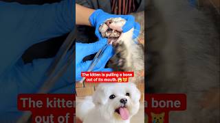 The kitten is pulling a bone outof its mouth #kittenrescue #kittenhealth #bonestuck #animalemergency
