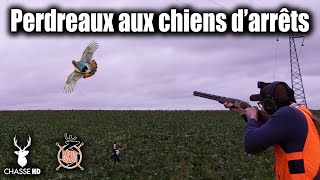 SUPERBE CHASSE AU PAYS DES PERDREAUX GRIS AVEC NOS CHIENS D'ARRÊTS ! PLATINE CARTONNE !