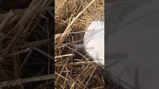 April 24, 2026#shorts#YouTube#asil #murga story#asil #murga# trending# viral