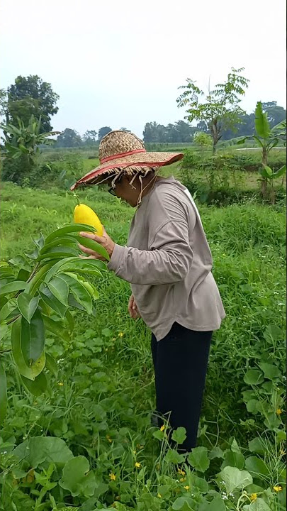 juma kenjulu bogor panen timun suri