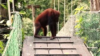Download Lagu Meeting an Orangutan - Danum Valley Field Center - Sabah / Borneo MP3 Download Lagu Meeting an Orangutan - Danum Valley Field Center - Sabah / Borneo MP3