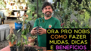 Como plantar galho de Ora-pro-nóbis?