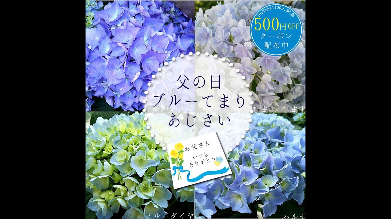 Youtube登録1110人記念 22父の日あじさい限定 クーポン配布中 予告なく終了します ニキフルール 父の日ギフト あじさい ベゴニア Youtube Youtube