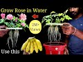 How to Grow Rose Plant  at home Without Soil from cuttings