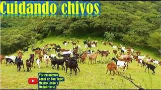 Asi es un dia cuidando las CHIVAS en los cerros de la Mixteca