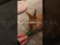 【うにぴの】ディズニーは病気???#shorts