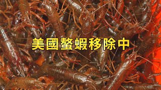 【外來種入侵】美國螯蝦移除中｜繁殖力驚人危害台灣生態 (我們的島 1135集 2021-12-13)