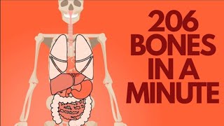 The skeletal system | 206 bones in a minute | pharmacy | pharmaeasy | learnpharma