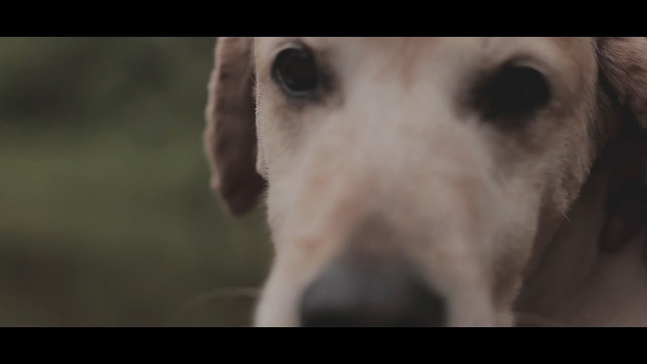 The Simi Brothers feat. Darrell Nulisch - There Goes That Train  (Video Clip)