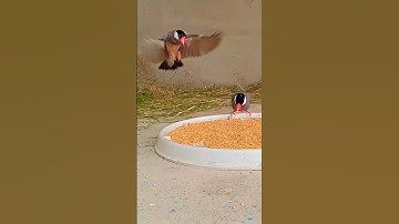 beautiful java Sparrows colony 💕😍🥰❤️💕