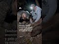 Los osos de la Sierra de Sonora | Por el Planeta