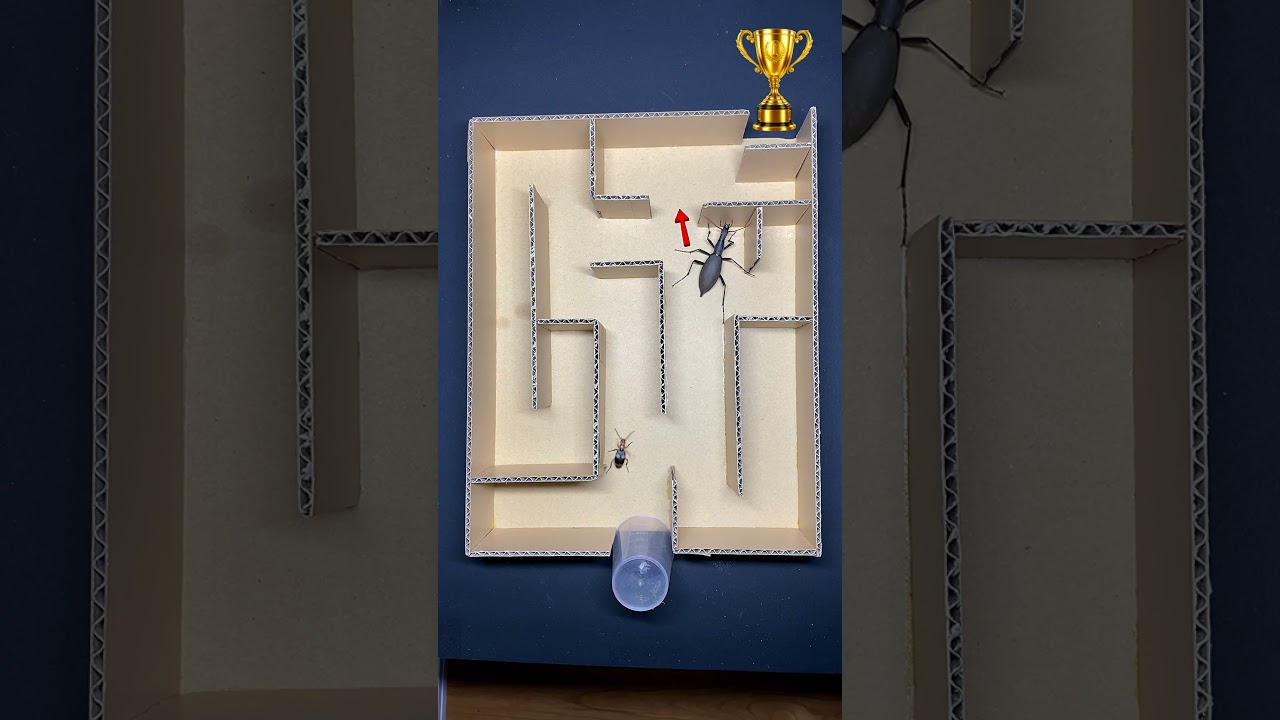 Fastest Bug Wins the Maze Championship!