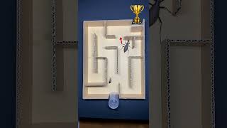 Fastest Bug Wins the Maze Championship!