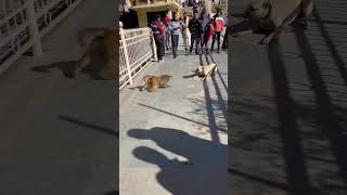 Strange Fight dog and monkey