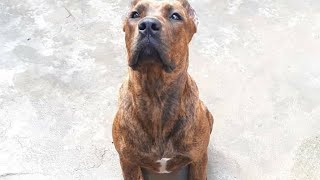 trabalhando a formação do Bandog mix Boxer com rottweiler (cães funcionais)