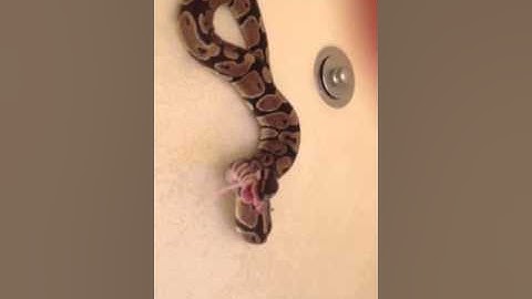 Ball Python eating 2 mice
