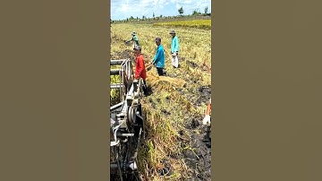 Cắt lúa giết cừu bắt chuột