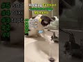 Ranking funniest CATS HOME ALONE moments 😂😭 | animals on the internet pt. 17 #funny