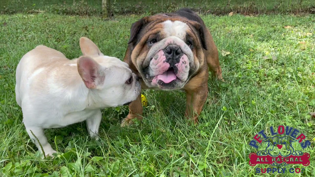 Pet Lovers Supply Co! YouTube