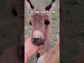 Last...tak dekhna ye kya kr rha h#shorts #dog #trending#funny#shorts #dog #funny#donkey #pets