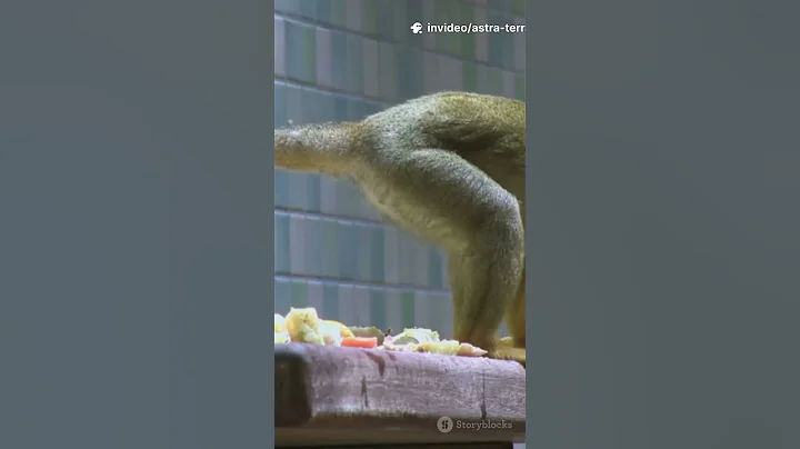 **Shiba Inu vs Monkeys: Japan’s Clever Farm Defenders! | 4K UHD**