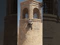 Assassin’s Creed Epic Leap of Faith Jump! 🦅 #Shorts