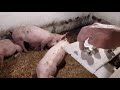 С.С.А//поилки для свиней по сельски//вода -жизнь//свободное поение, успех свиновода